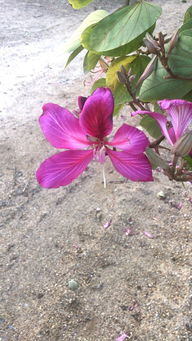 火焰树的名字，源于独特形态和鲜艳颜色