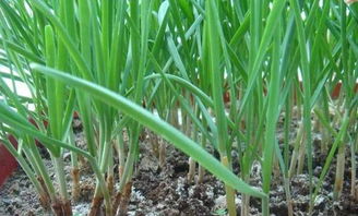 韭菜种植技巧：割完一茬又一茬， 营养又美味