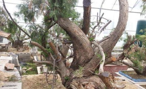 柏树盆景放在家里合适吗？