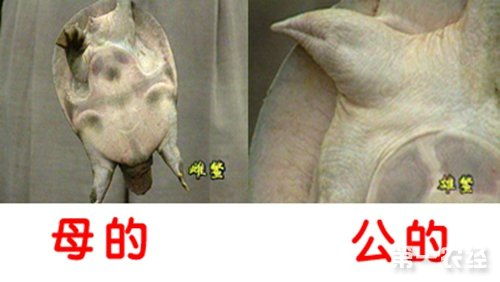 甲鱼性别鉴定：一招辨公母