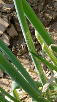 农药的种类和用途