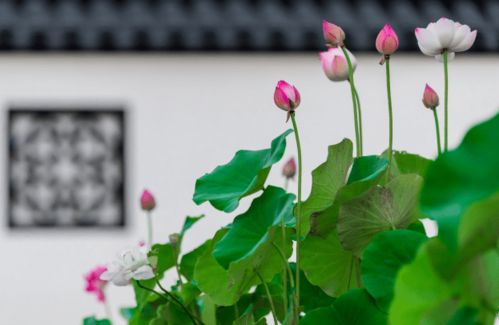 月光花的花语究竟蕴含着怎样的神秘与美好