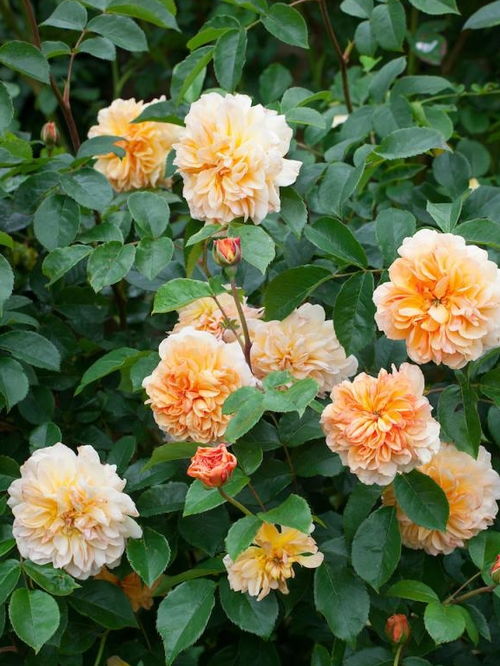 月季花儿：肥料与土壤的小秘密