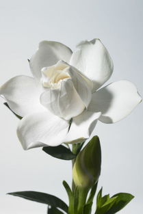 土壤pH值， 控制好关键