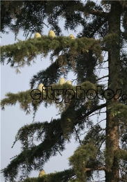 夏天雪松挺拔，绿叶如盖