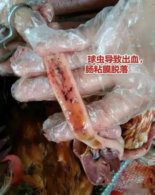 养薄荷如何避免虫子侵扰？有效驱虫方法有哪些