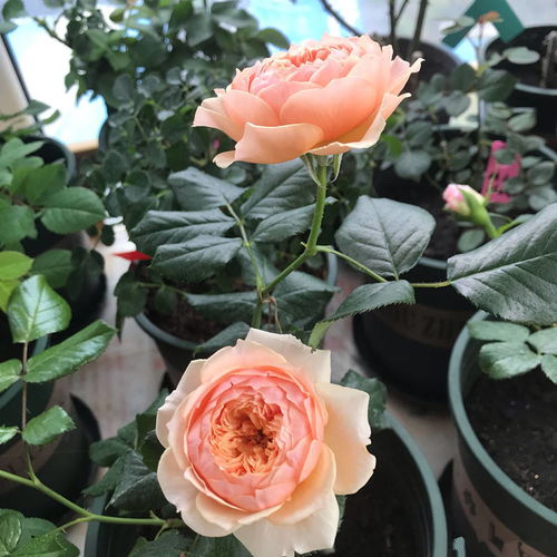 花大香浓， 赏心悦目