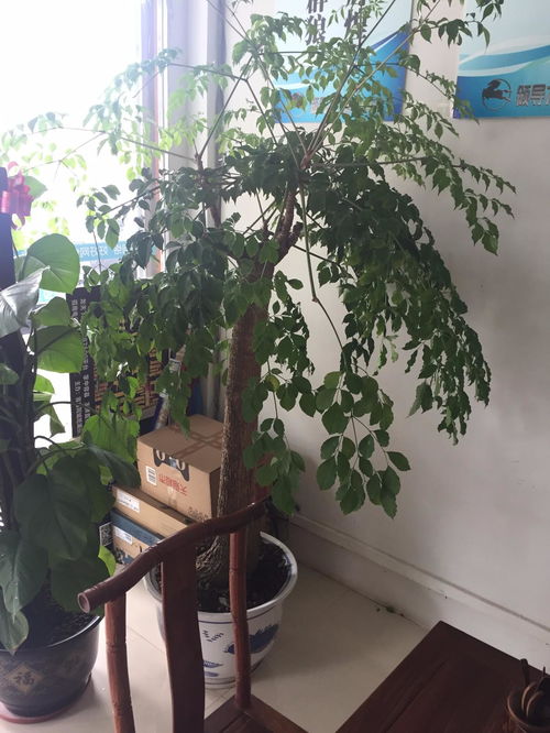幸福树掉叶子怎么办？如何有效解决掉叶问题