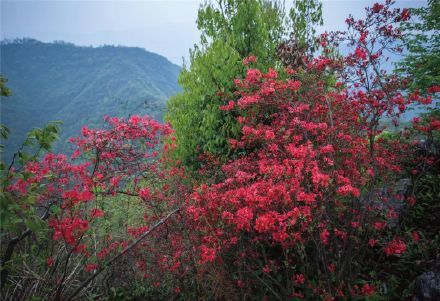 正月映山红怎么种？如何让花开得更艳