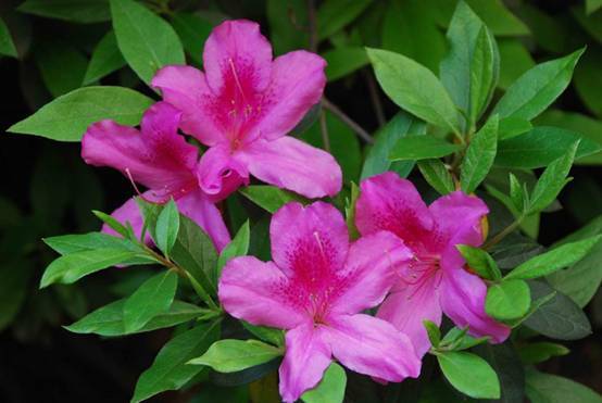 高效防治红杜鹃病虫害，保障生态农业健康