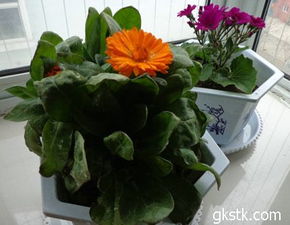 金盏菊叶子发黄的原因分析