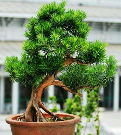 浇水与施肥，关键环节