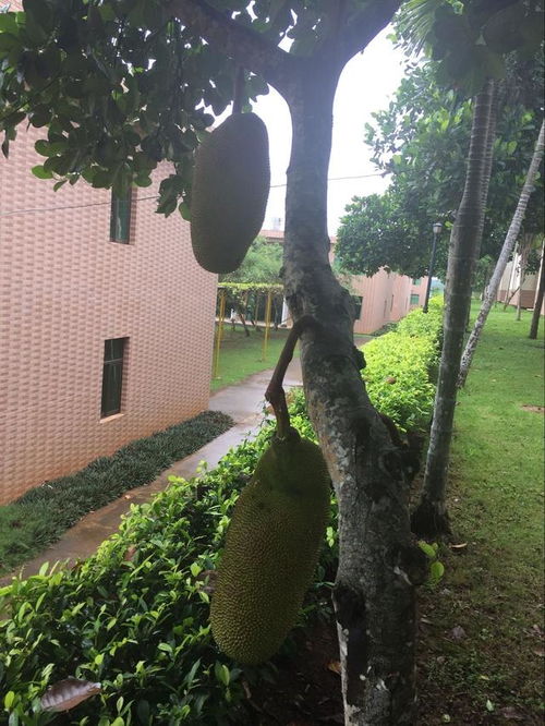 榕树过冬之谜，为何难以抵御寒冷