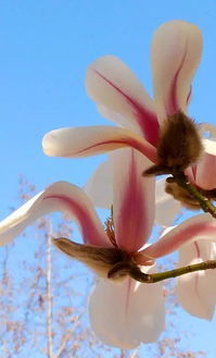 玉兰， 那洁白如雪的美丽使者