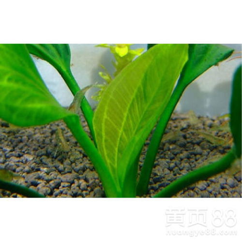 皇冠草中间长出一根，是植物生长异常现象