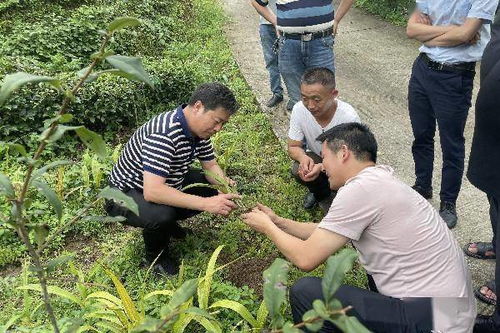 打瓜地可以使用仲丁玲作为除草剂吗？它对葫芦地除草效果如何？