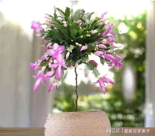 1. 营养丰富， 促进生长