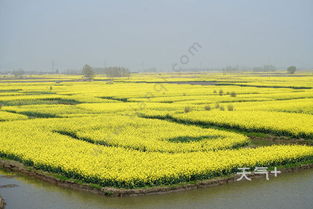 2019兴化油菜花几月开？最佳赏花时间和地点攻略在何处
