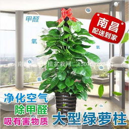 绿植租赁协议，植物健康保障