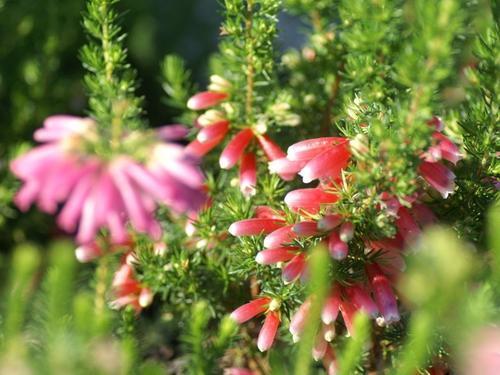 打造你的冬日绿洲