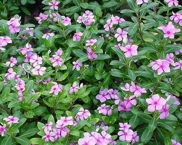 颜色丰富， 各具特色