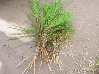 快速生根粉怎么用效果最佳？使用方法有哪些技巧？