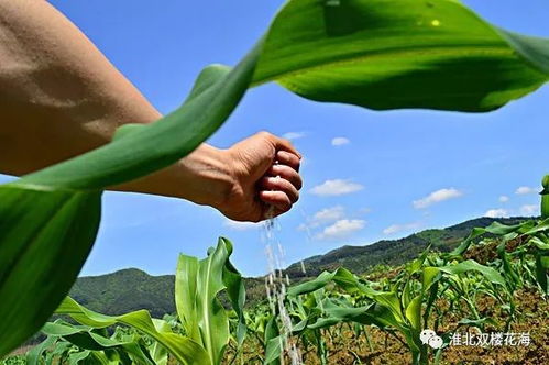 草种小揭秘：哪种草种蕞快，少花冤枉钱？