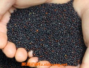 油菜籽最佳种植时间是什么时候？不同地区种植方法有何差异