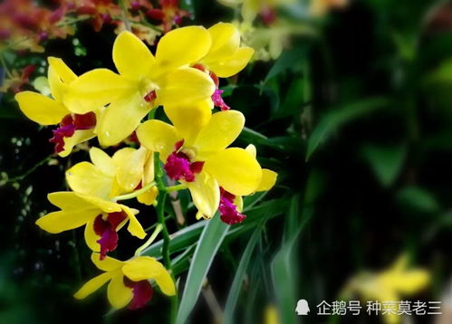 分株工具消毒：三烧两擦原则