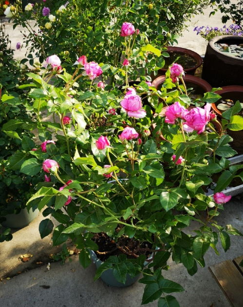 莺歌月季的花期揭秘