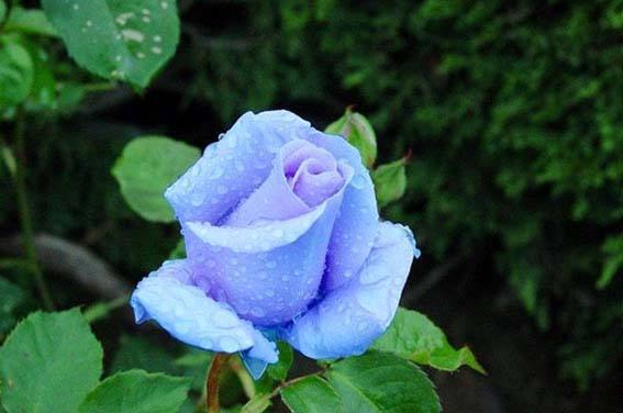 ROSE三姐妹的区别：揭秘月季、 玫瑰和蔷薇