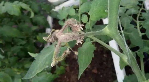 苯醚甲环唑使用注意事项，农业小白必kan！