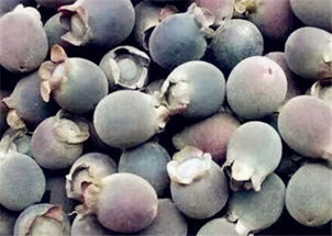 桃金娘种植全流程解析：冬季幼苗保护大揭秘