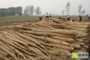 山药种植面积不断扩大，农户需掌握种植时间和管理技巧