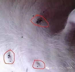 猪脂溢性皮炎发生机理是什么？如何有效防控