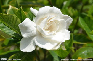 春夏秋冬， 浇水各有讲究