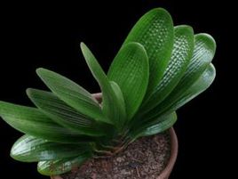 君子兰的品种介绍