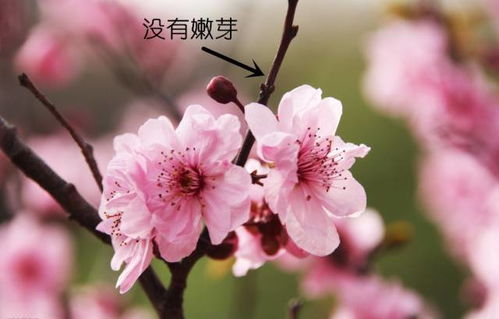 杏花与桃花，花瓣形状有何不同