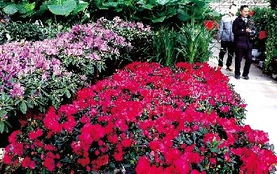 六、花卉市场盈利模式，创业者参考！