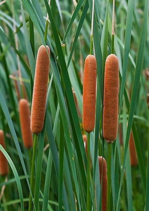 香蒲：池塘边的“绿巨人”