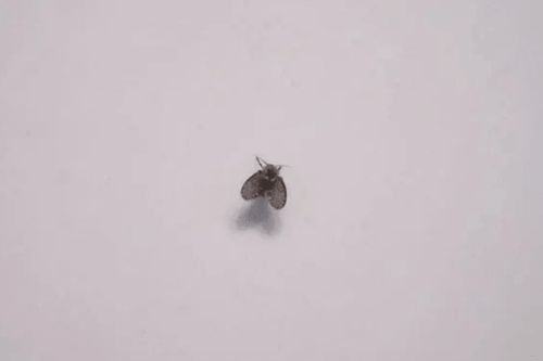 卫生间小飞虫怎么办？消灭小飞虫的绝招是啥
