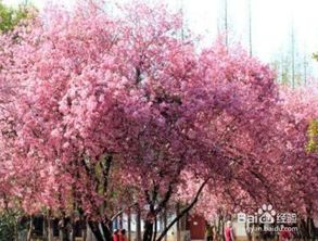 繁殖方法：扦插、 分株、压条，繁衍后代无忧