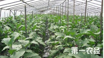 大棚蔬菜因光照不足变黄，如何通过补光使其变绿