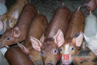 小猪突然倒地游泳状划动，这是不是仔猪水肿病的征兆呢？