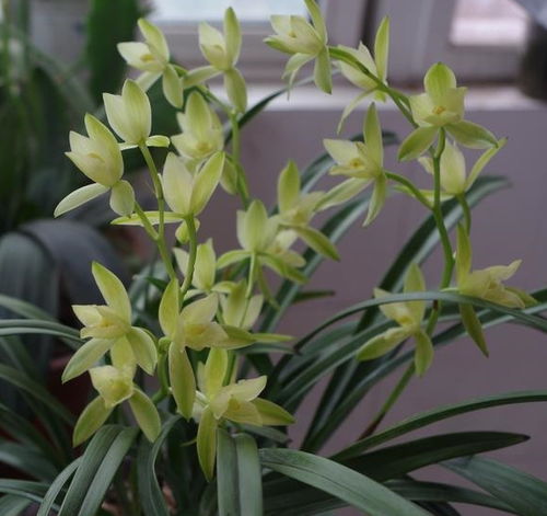 兰花正开花时如何浇水？