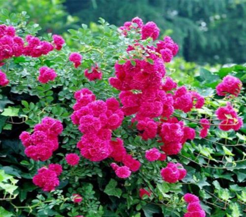 花香之谜，揭开一角