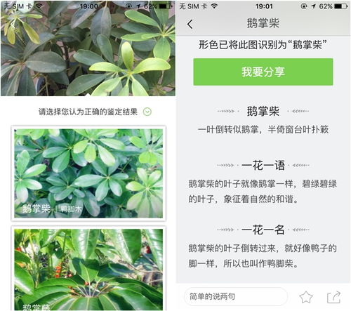 “爆款花卉速查宝典，植物名称一网打尽！