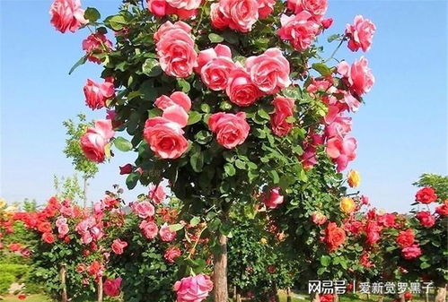 小区初印象：华女士的实地考察