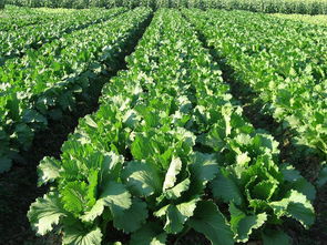 农药的使用频率与平安