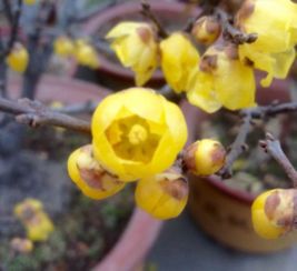 腊梅品种大盘点